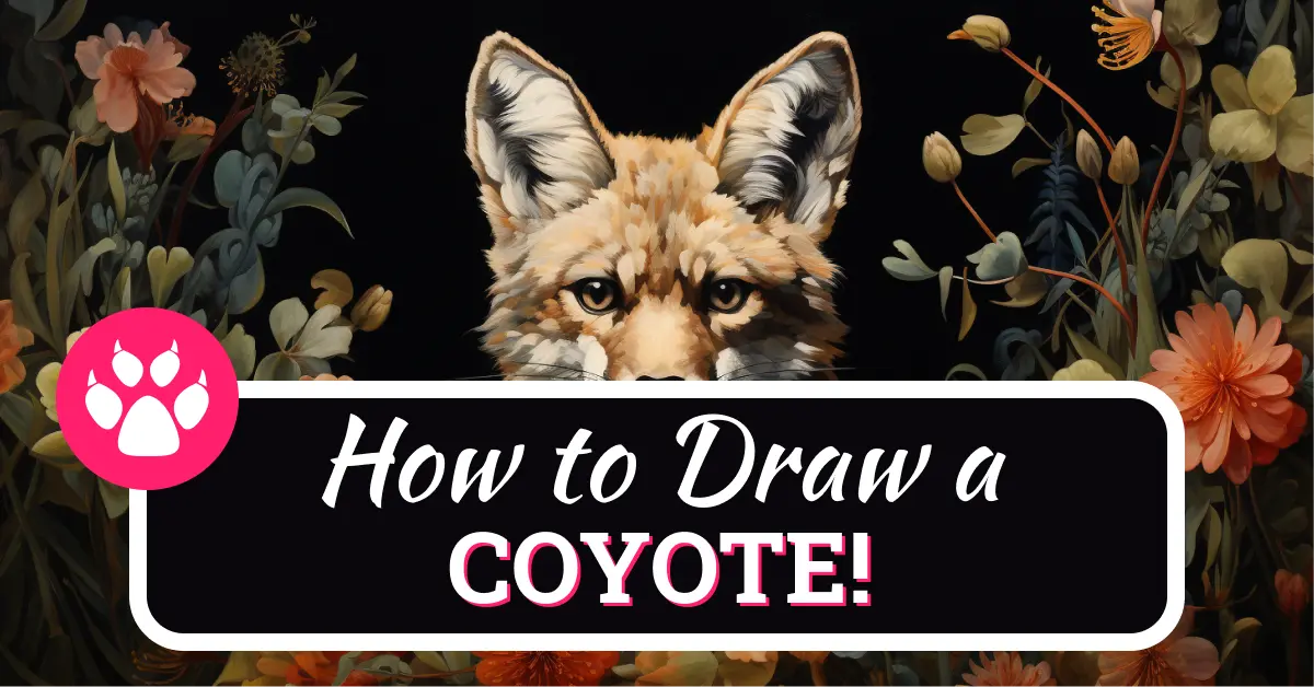 How To Draw A Coyote Step By Step 12 Easy Steps!